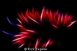Hermissinda....Pacific North coast by Rick Tegeler 